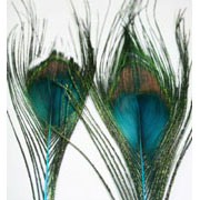 Dave Downie Peacock Eyes (Premium Peacock Eyes)